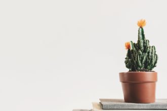 Un cactus dans un sac congélation